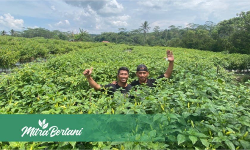 Perawatan Tepat Menghasilkan Tanaman Sehat dan Produktivitas Meningkat Pesat