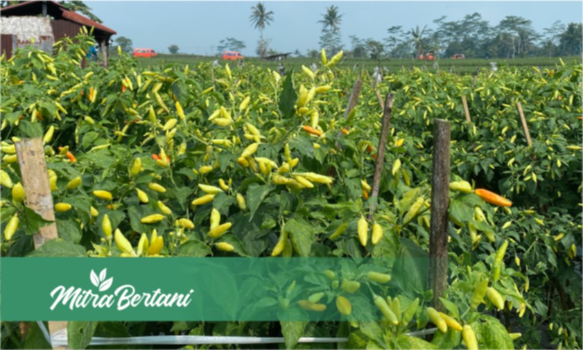 Tips Jitu Mengendalikan Virus Kuning pada Tanaman Cabai