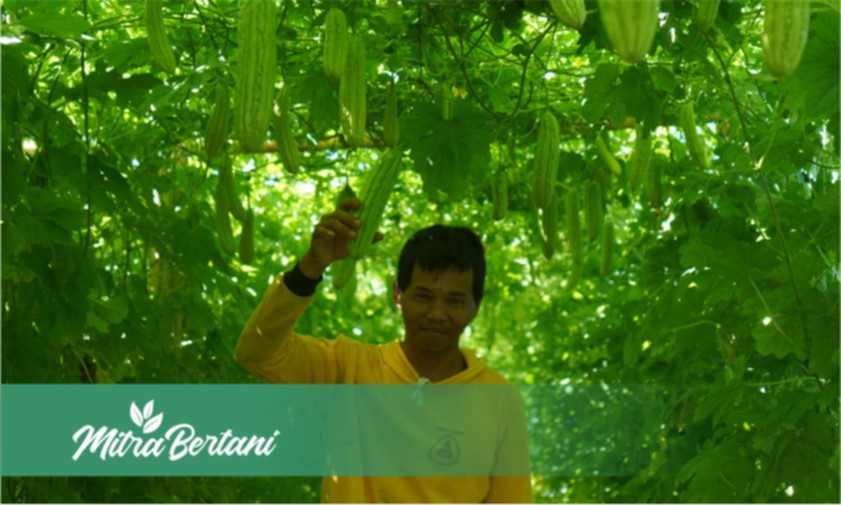 Menakjubkan! Varietas Pare dengan Daya Laju Tumbuh Cepat Meski di daerah Pesisir.
