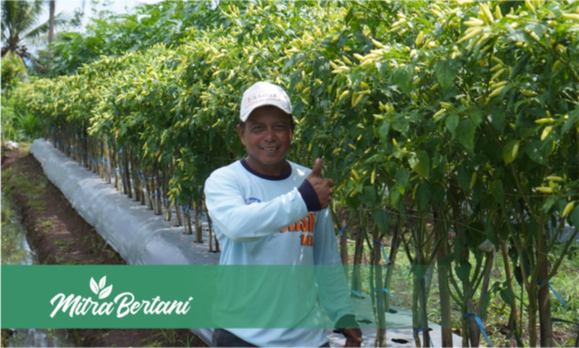 Buah Cabai Istimewa! Dengan Pola Tumpangsari Tanaman Pepaya dan Jeruk