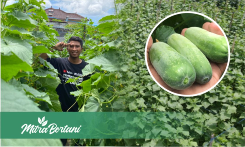 Trik Jitu Tanam Timun Baby, Ilmu dan Pengalaman Jelas Terbukti