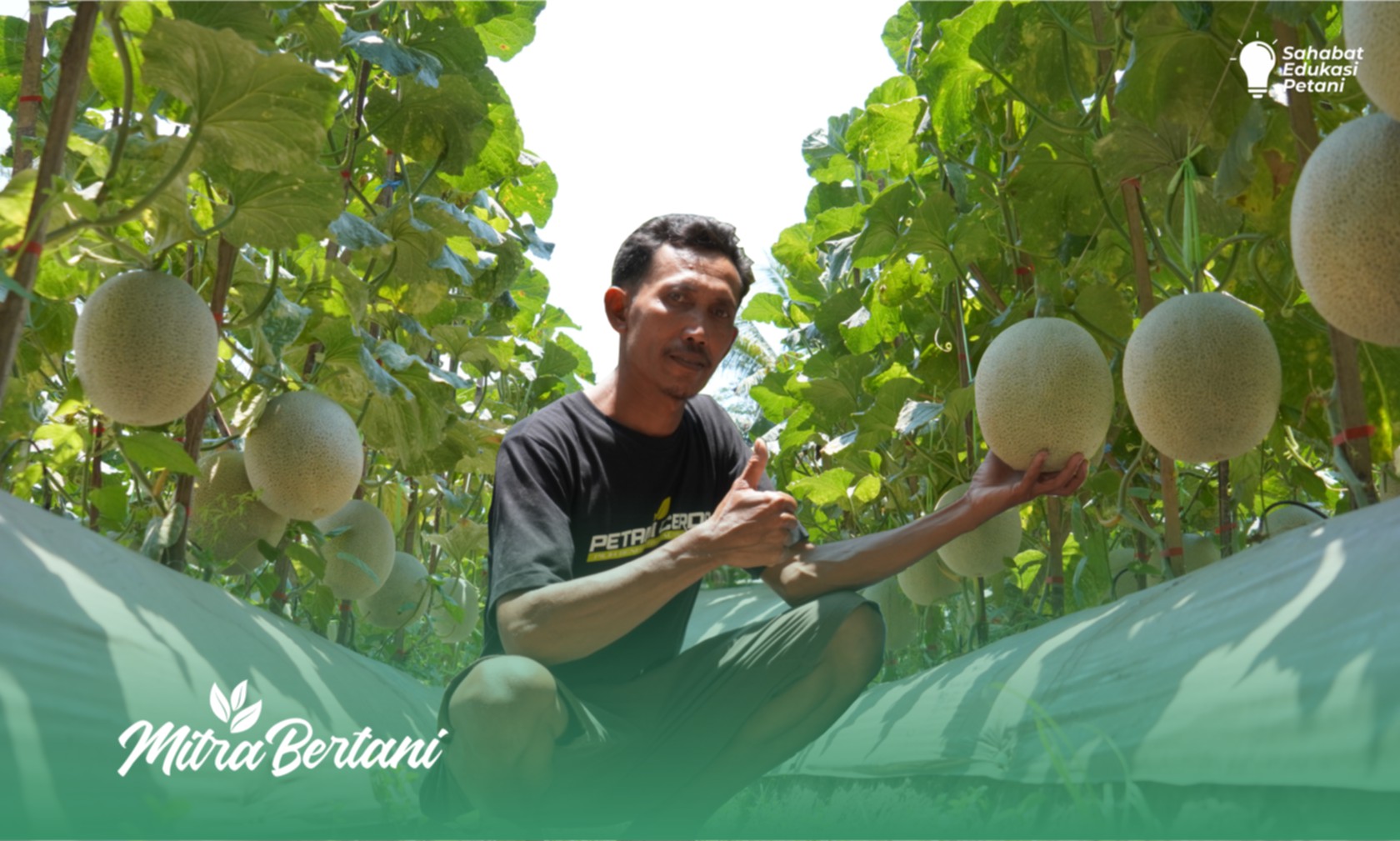 Budidaya Melon : Edukasi Menarik dalam Budidaya Melon oleh Suhunya