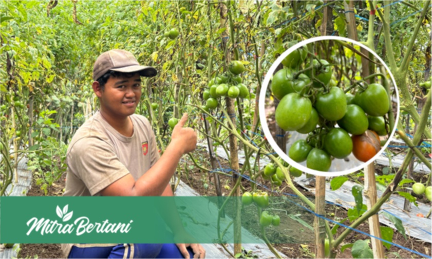 Budidaya Tomat : Tetap Berbuah Lebat Meski Tanaman Rusak