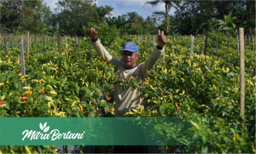 Kiat Pengendalian Virus : Abu Batok Kelapa Efektif Mengendalikan Serangan Kuning Cabai