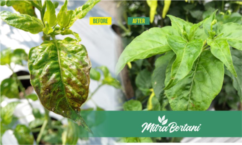  Langkah  Ampuh  Mengatasi  Tanaman  Cabai  yang  Rusak,  Jangan  Panik  dan  Pantang  Menyerah.