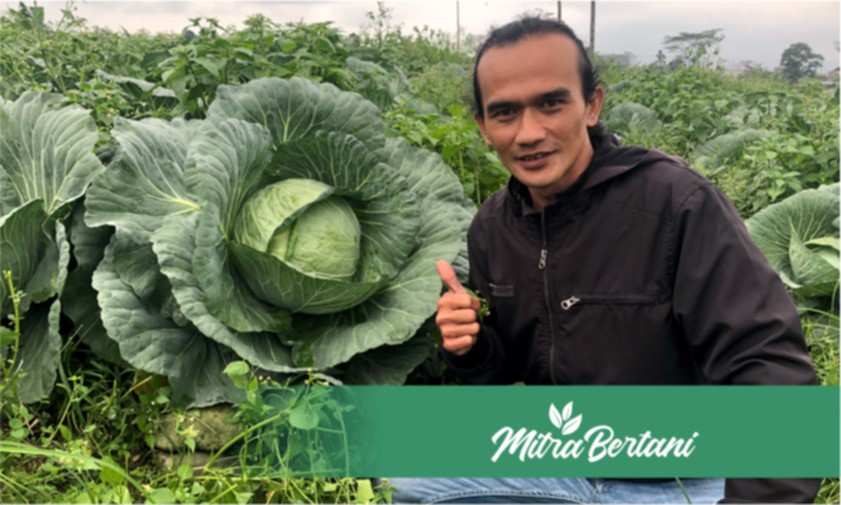 Efek Dahsyat Pengaplikasian Pupuk Organik Cair Buatan Sendiri ke Tanaman Kobis