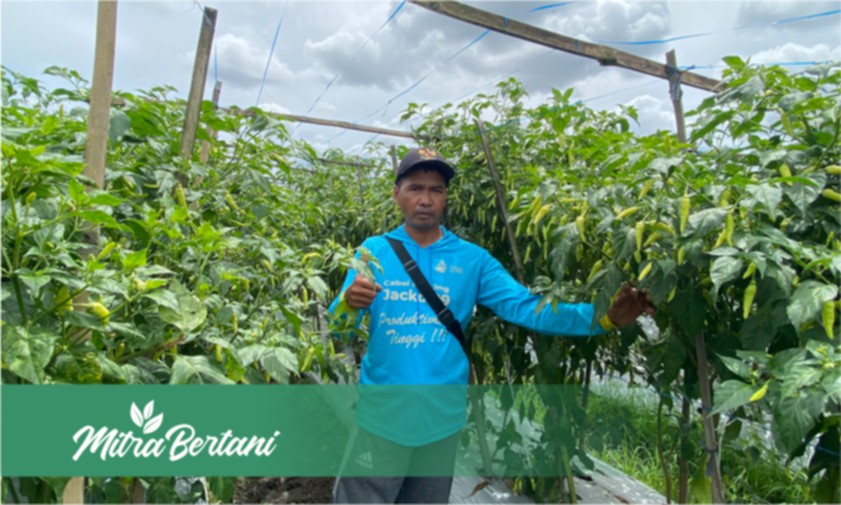 Inovasi Olah Tanah Negeri Bunga Sakura Menekan Serangan Penyakit Tanaman Cabai