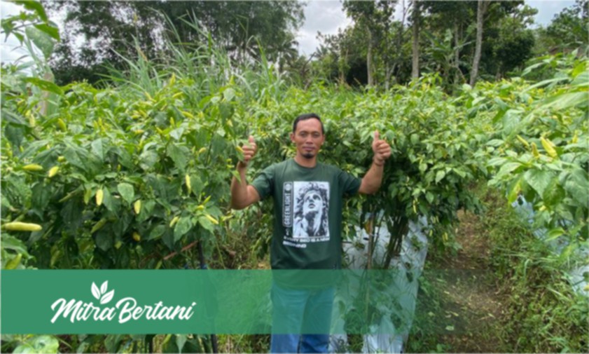 Metode Murah Meriah dan Ampuh Mengatasi Penyakit Layu Tanaman Cabai