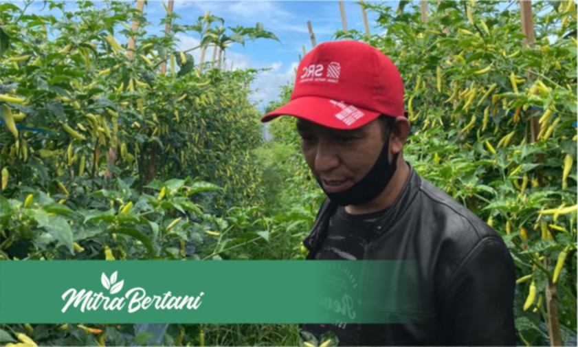 Selangkah Lebih Maju Melawan Layu, Busuk Batang, dan Antraknosa saat Musim Penghujan