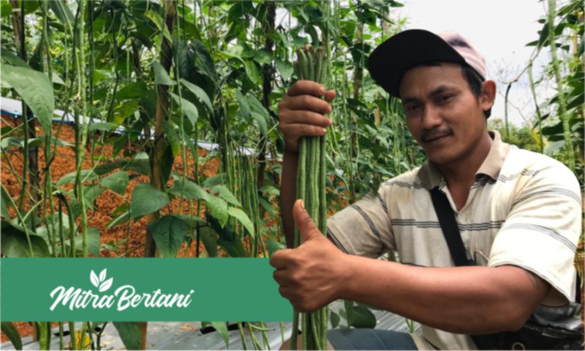 Pemilihan Varietas Unggul Sebagai Aspek Pendukung, Produktivitas dan Kualitas Buah Istimewa