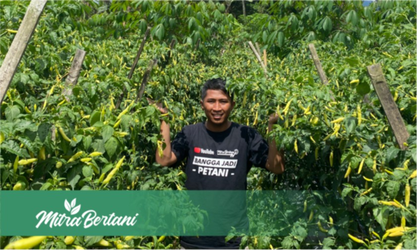 Pemupukan Pola Kue Lapis Meningkatkan Masa Panen Sampai 1 Tahun.