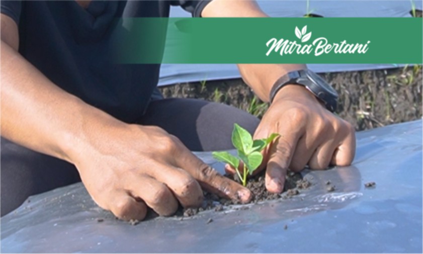 Tutorial Penanaman Tanaman Cabai yang Benar dan Tepat