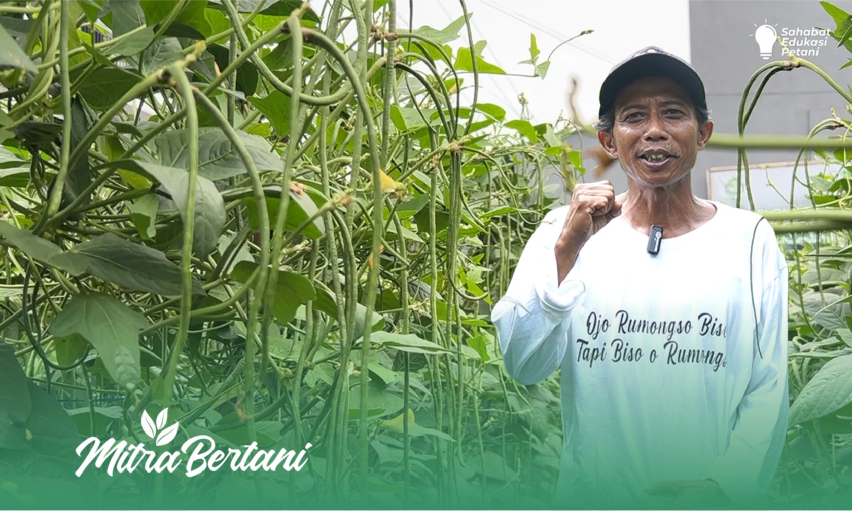 Budidaya Kacang Panjang : Tumbuh Baik Tanpa Cacat, Sukses Panen 300 Kg