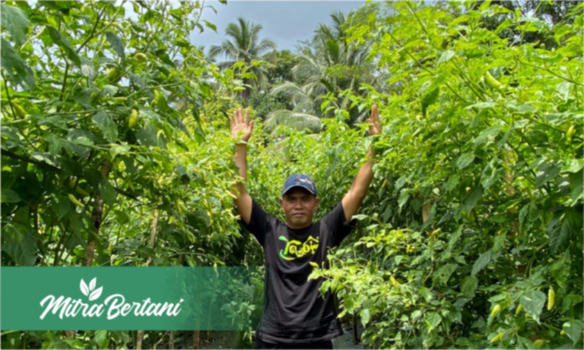 Formula Ampuh Membuat Tanaman Cabai Tinggi Mencapai 2 Meter dan Minim dari Penyakit