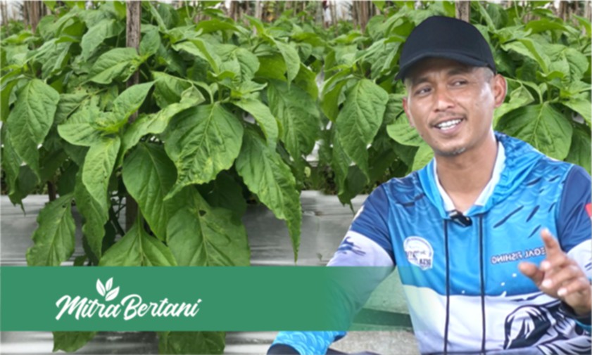 Pencegahan Layu Pada Cabai, Tanaman Sehat dengan Olah Lahan yang Tepat