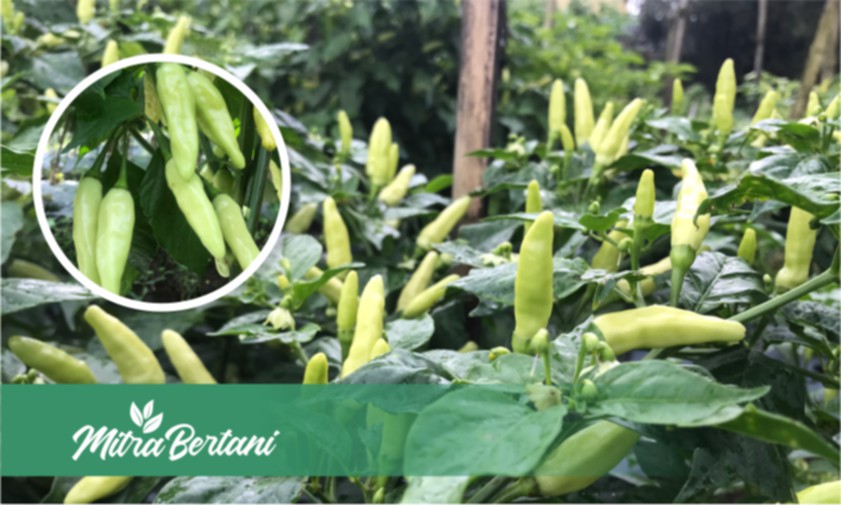 Libur Asupan Makan Selama 2 Bulan ! Cabai ini Masih Bisa Tumbuh Optimal
