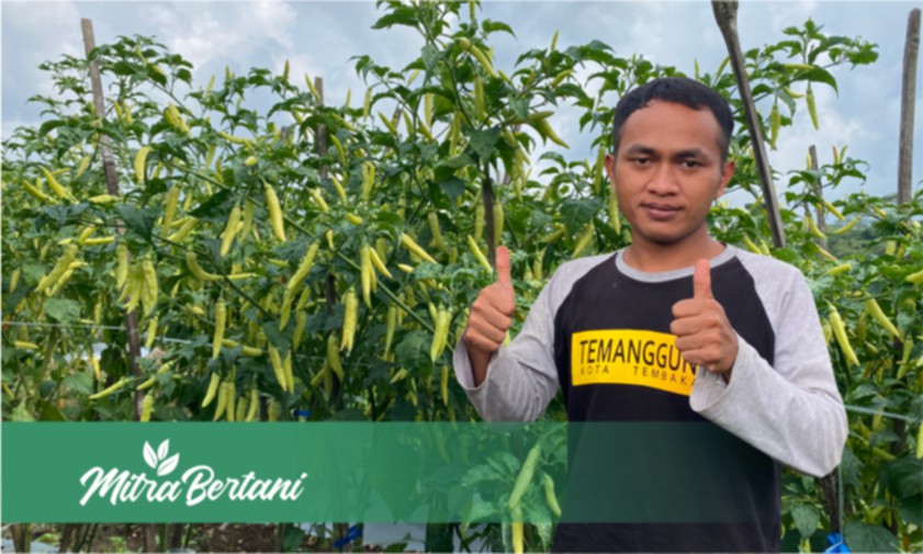 Figur Petani Milenial, Pengaruh Mindset dan Modal Minimalis Menghasilkan Omset Manis