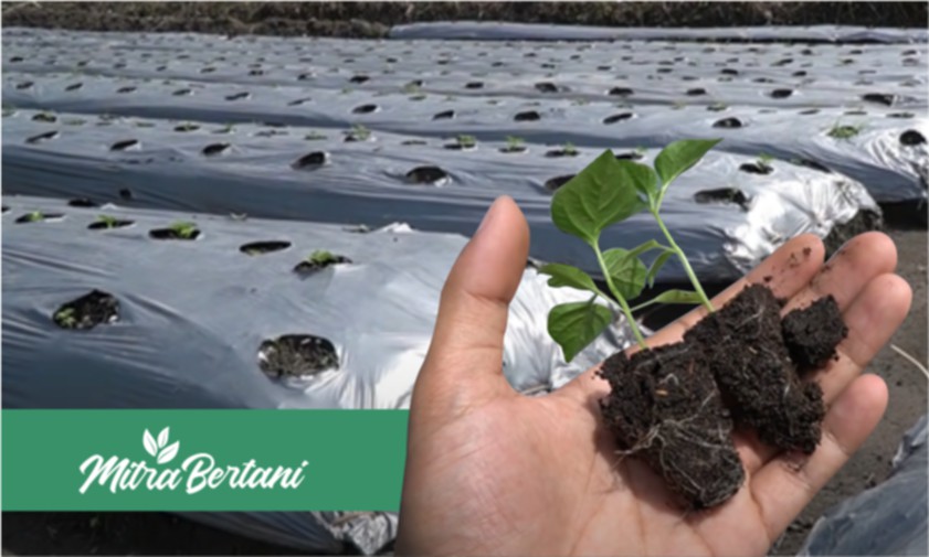 Mikoriza Si Jamur Mungil yang Memiliki Segudang Manfaat, Penangkal Resiko Kegagalan Budidaya Tanaman