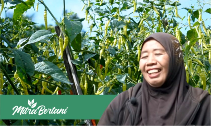 Kunci Cabai Berbuah Lebat Satu Tanaman Sekali Petik 1 kg, Ini Ramuan dari Ibu Petani.