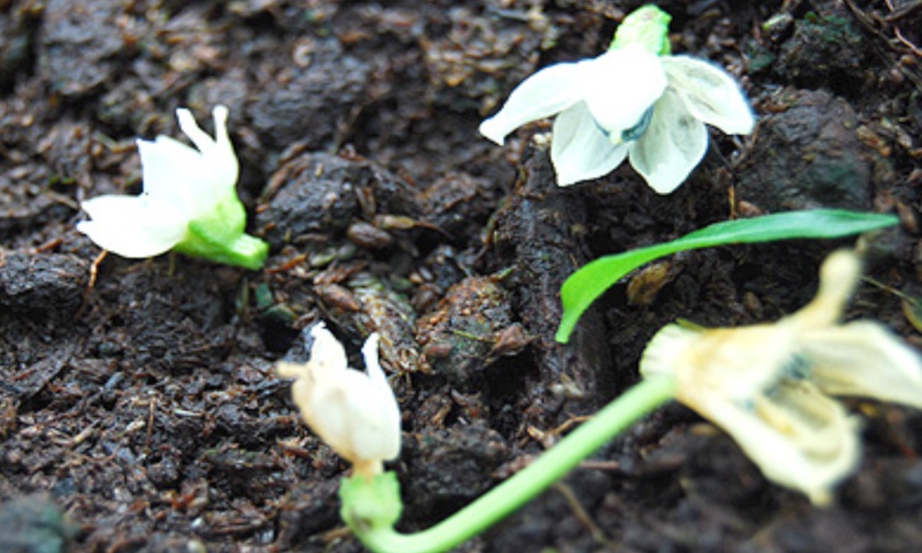 Inilah Beberapa Penyebab Bunga Rontok dan Cara Mengatasinya