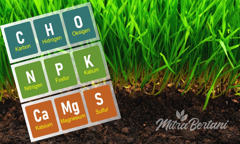 Kenali Unsur-unsur Hara MAKRO yang Dibutuhkan Tanaman