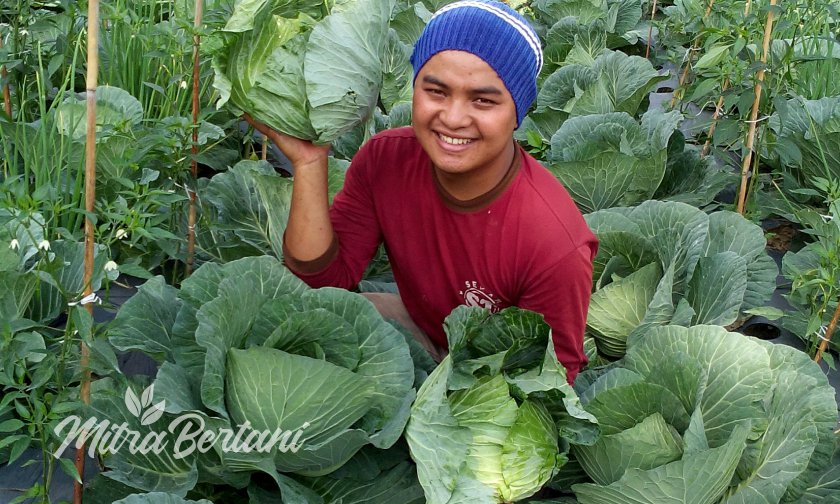 Jurus Sukses Tanam Tumpangsari dari Lereng Merbabu
