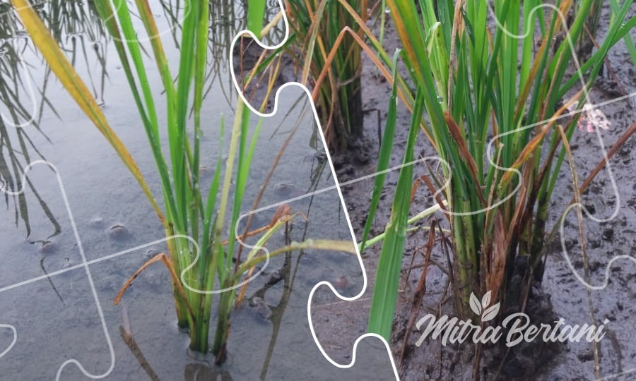 Tanaman Padi Mengalami Gejala “Asem-Aseman”, Begini Solusinya