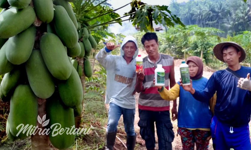 Sukses Budidaya Pepaya dengan Hasil Panen yang Lebat