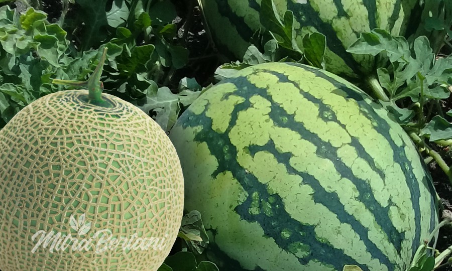Meningkatkan Bobot dan Rasa Manis pada Buah Melon dan Semangka