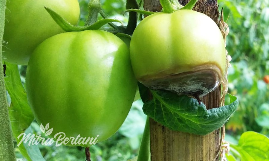 Mineral Pelapis Tanaman Untuk Mencegah Busuk Ujung Buah