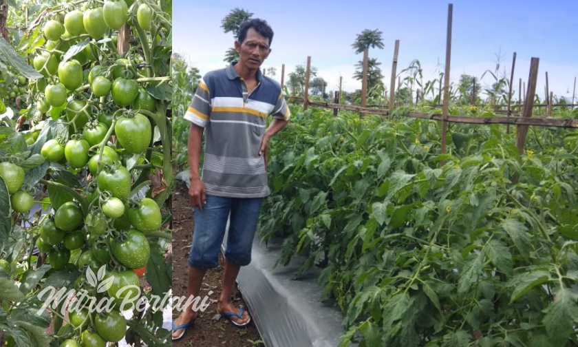 Tanaman Tomat yang Sehat dengan Buah Berbobot Ala Pak Suhadi