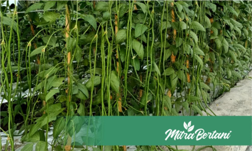 Bekal Ilmu dan Pengalaman Tidak akan Berbohong, Inovasi Baru Budidaya Tanaman Kacang.